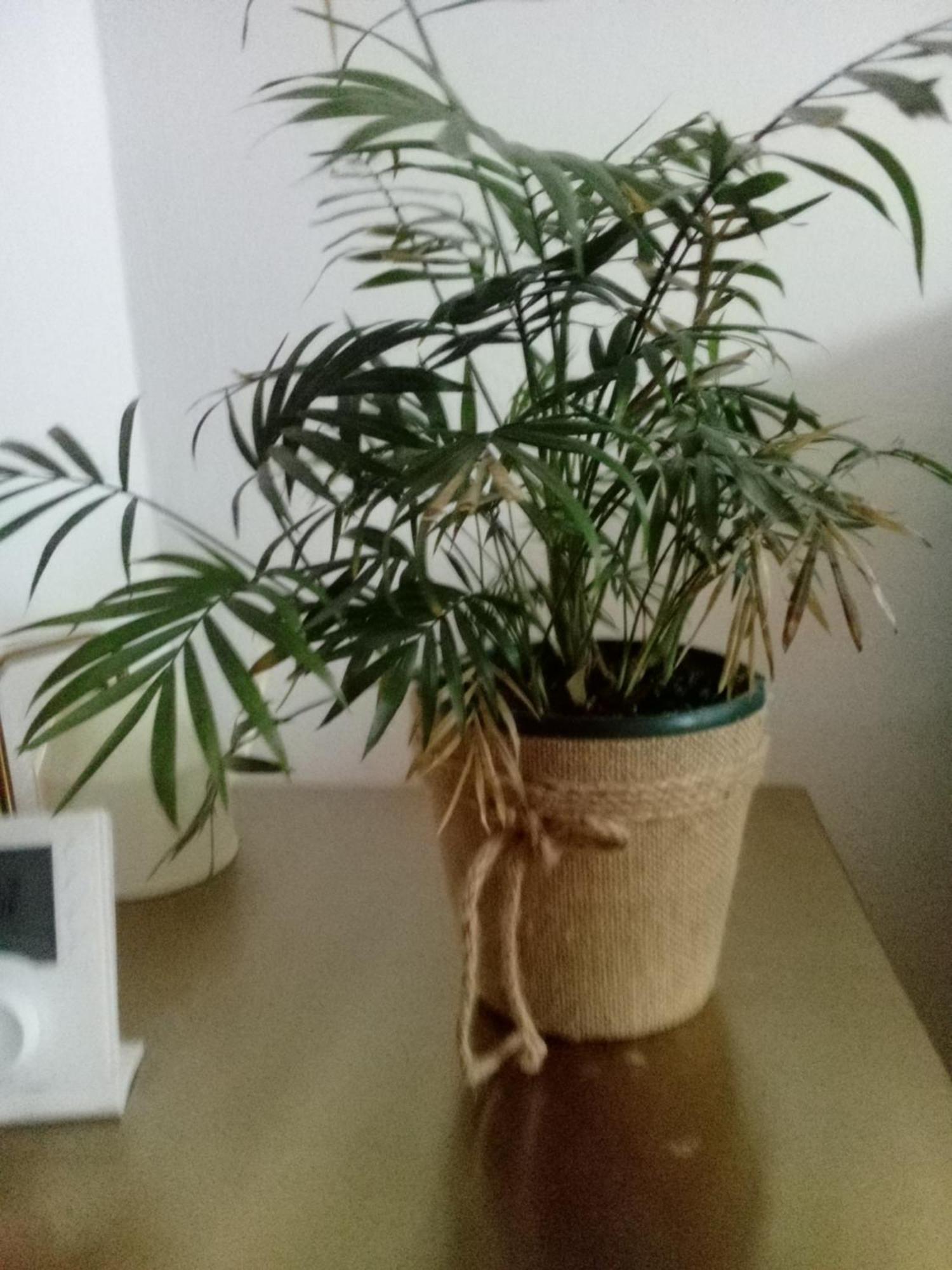 דירות Vista Terraza Illora מראה חיצוני תמונה