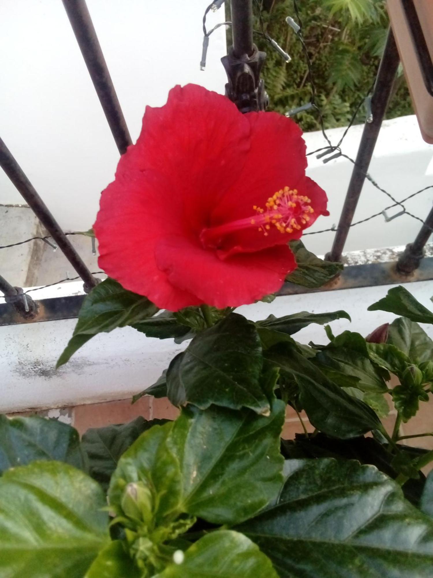 דירות Vista Terraza Illora מראה חיצוני תמונה