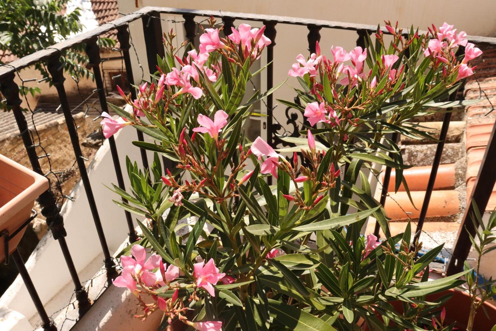 דירות Vista Terraza Illora מראה חיצוני תמונה
